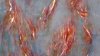 Detail-Oiventvary2666.jpg