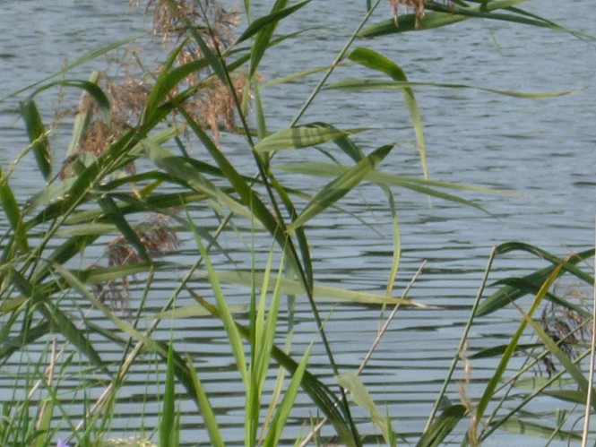 Dscn23642762.jpg